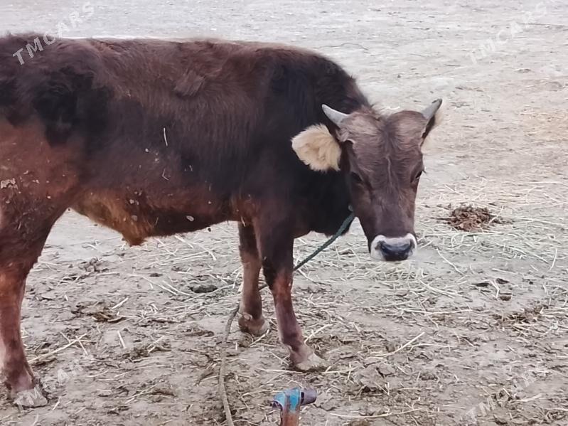 öküz - Бахарден - img 2