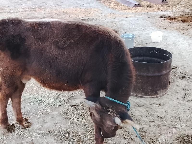 öküz - Бахарден - img 7