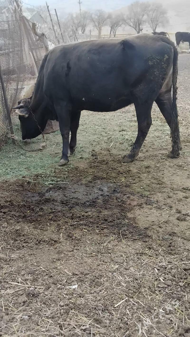 Bakylan sygyr - Бахарден - img 4