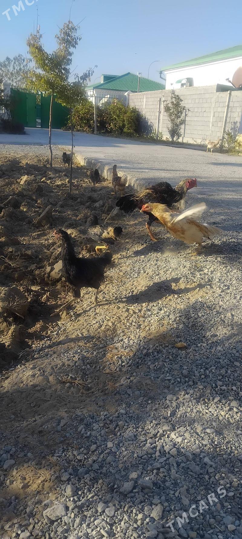 tovuk - Täze zaman - img 1