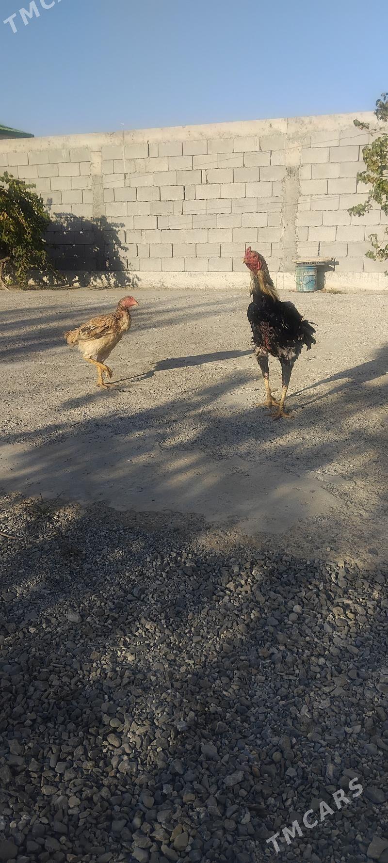 tovuk - Täze zaman - img 2