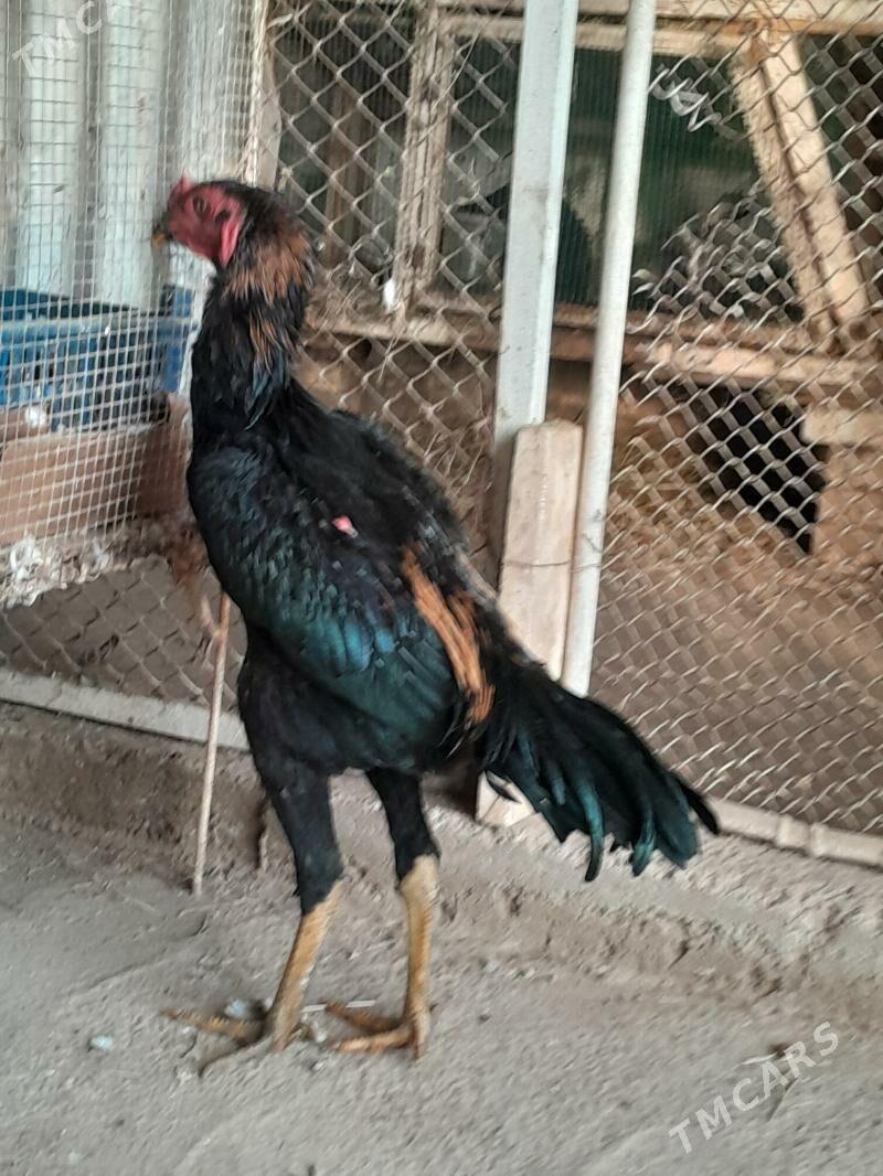 horaz - Мары - img 4