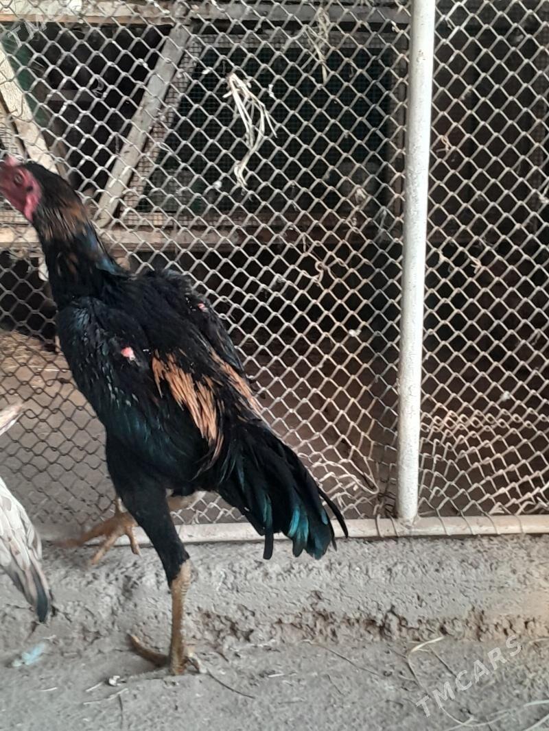 horaz - Мары - img 3