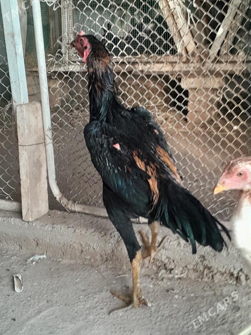 horaz - Мары - img 2