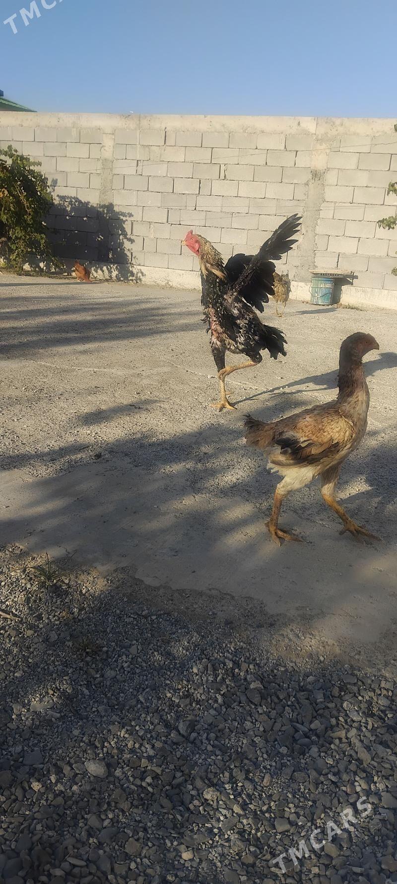 tovuk - Täze zaman - img 4