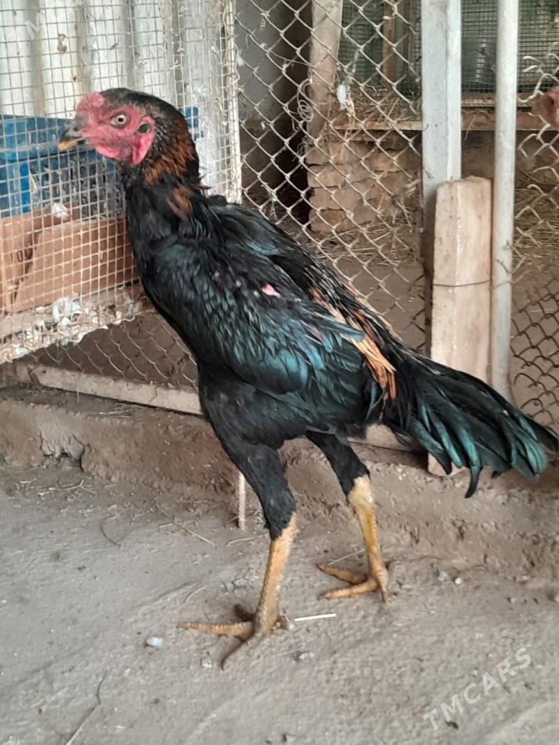 horaz - Мары - img 5