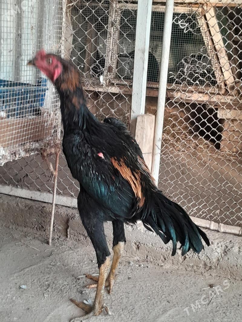 horaz - Мары - img 1