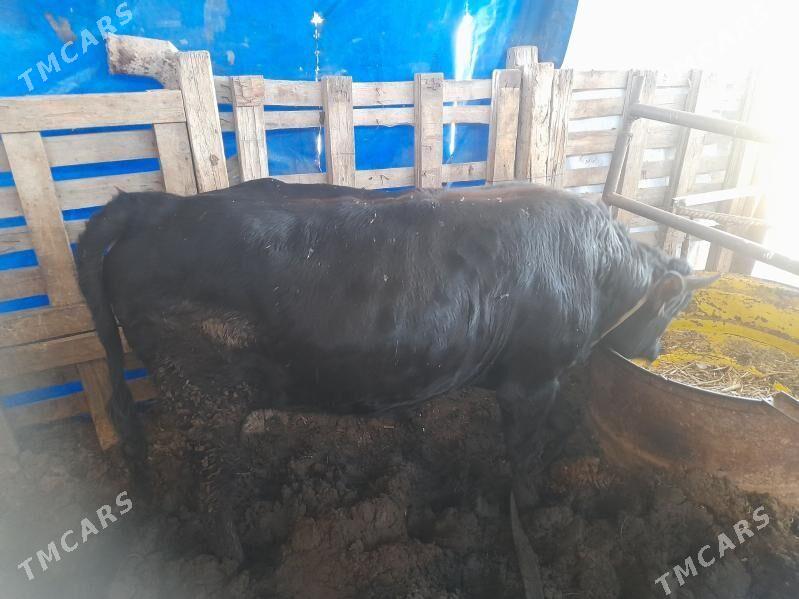 окуз - Ak bugdaý etraby - img 2