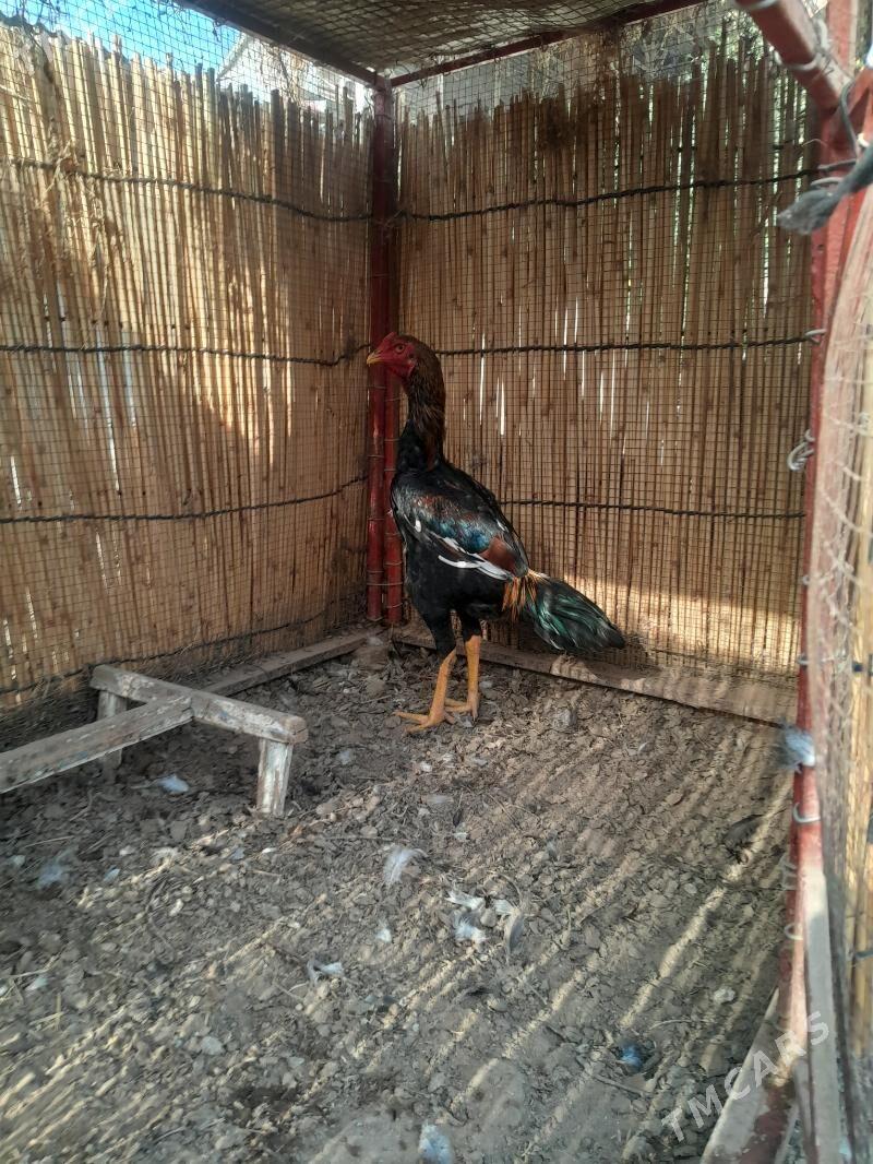 horaz - Mary - img 2