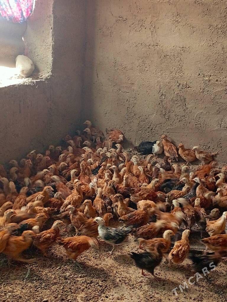 Towyk juje - Kaka - img 2