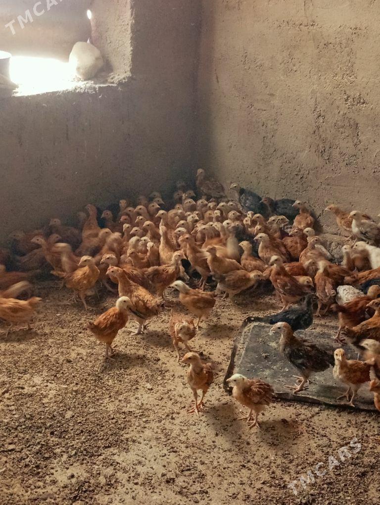 Towyk juje - Kaka - img 6