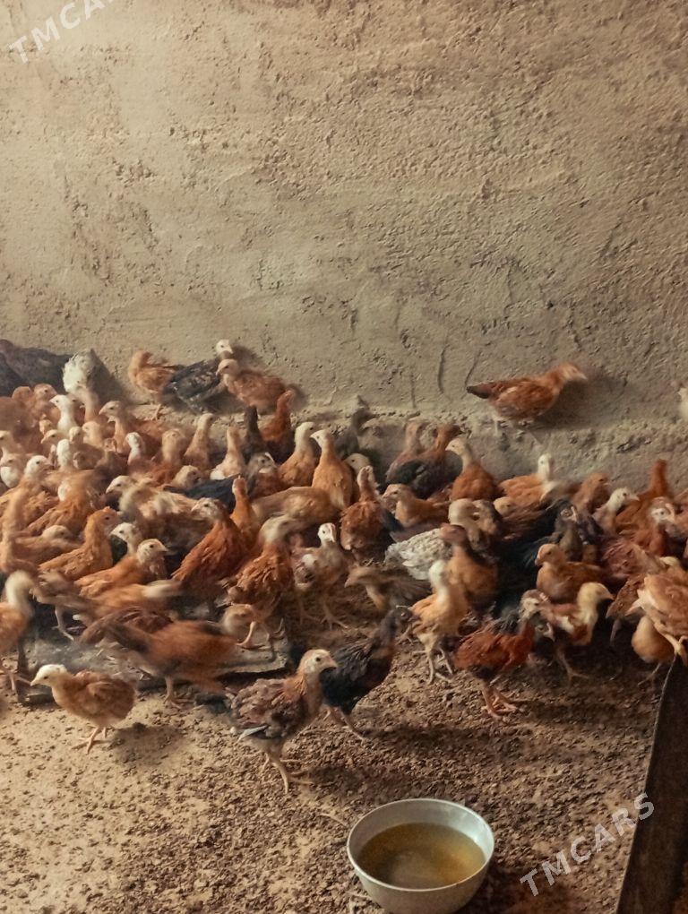 Towyk juje - Kaka - img 5