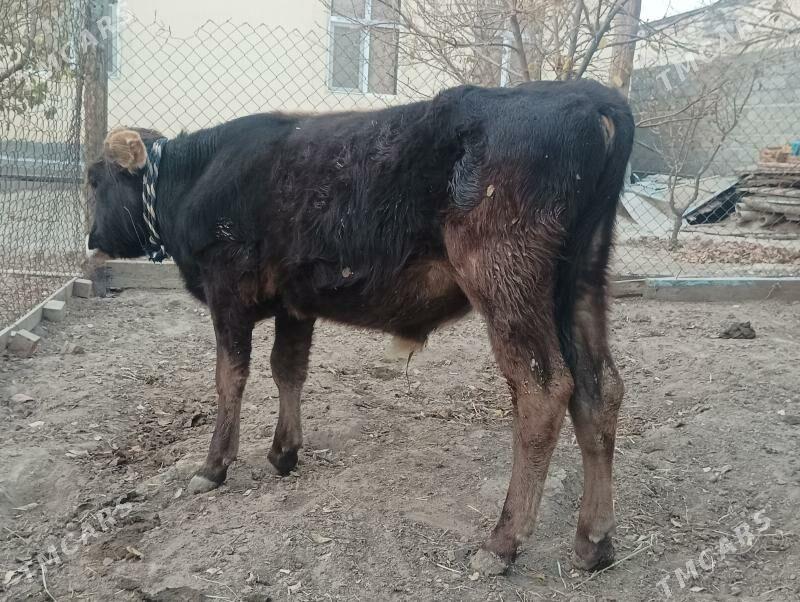 okuzçe - Бузмеин - img 3