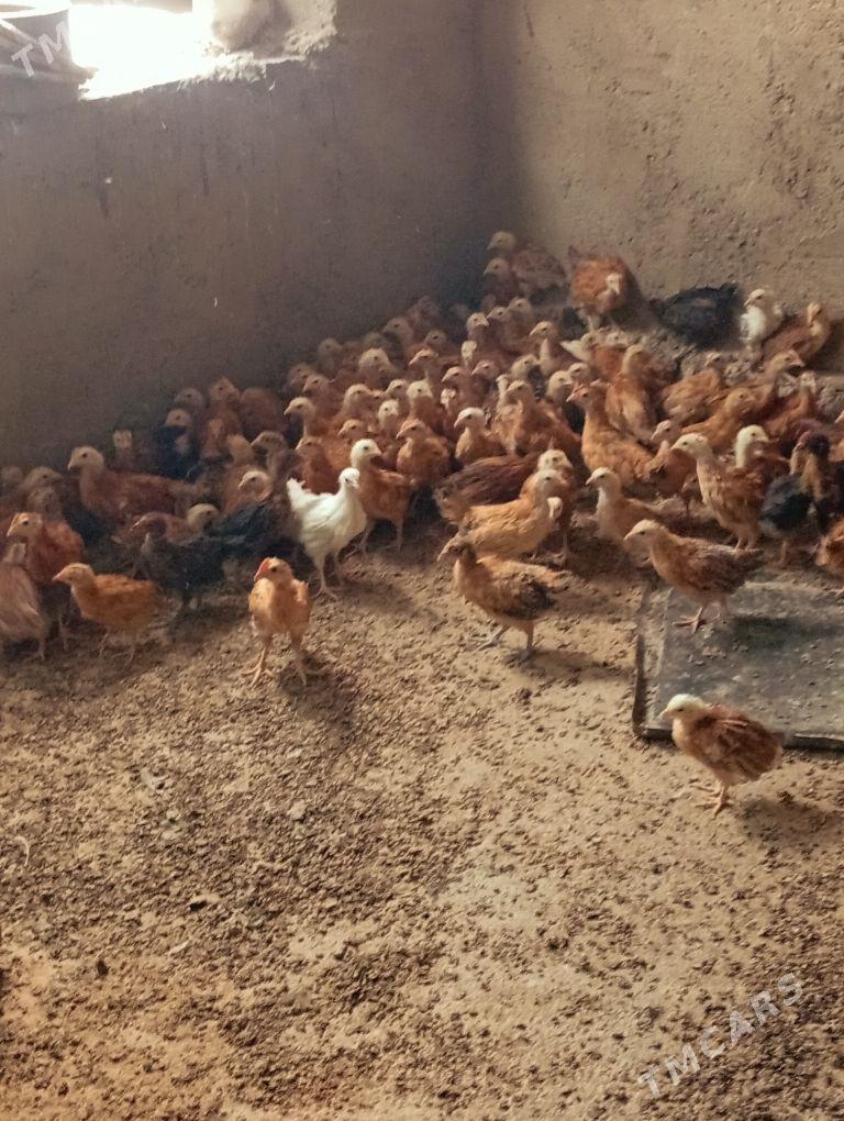 Towyk juje - Kaka - img 3