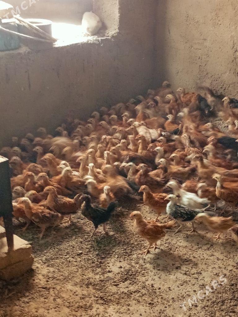 Towyk juje - Kaka - img 10