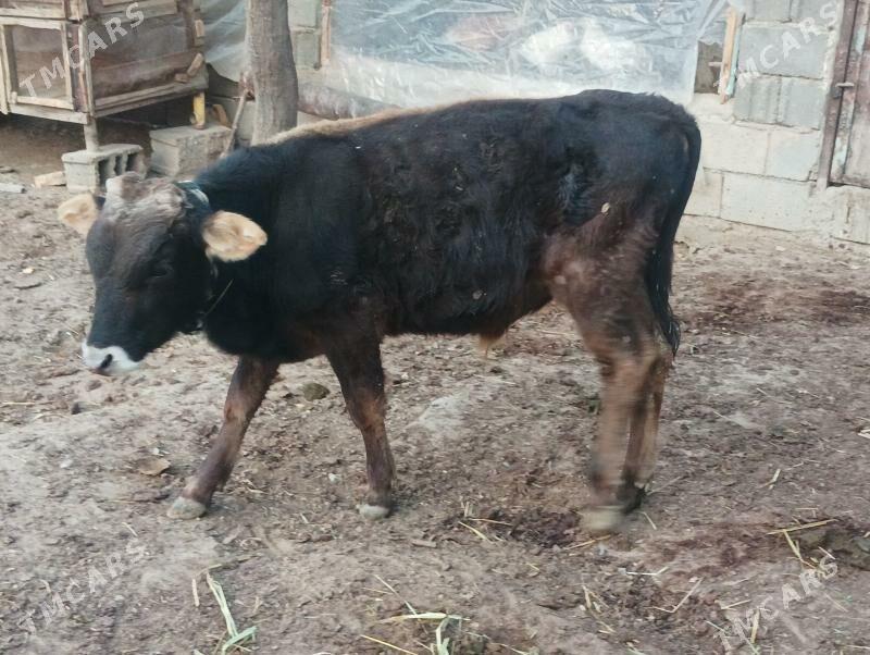 okuzçe - Бузмеин - img 4