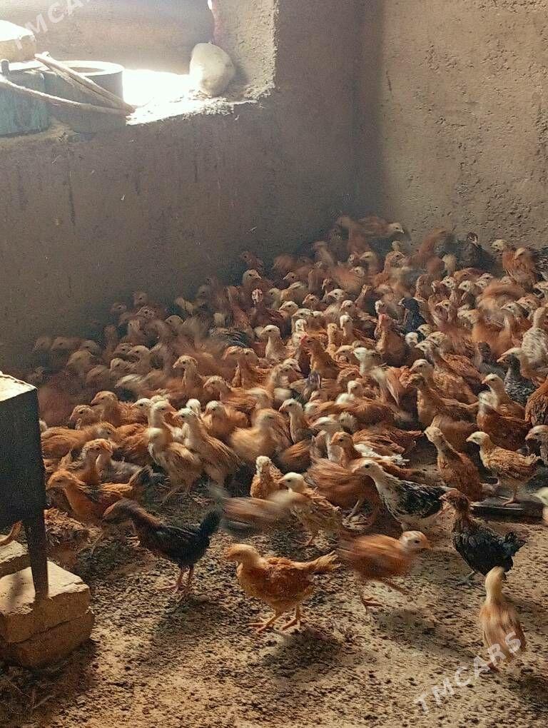 Towyk juje - Kaka - img 9