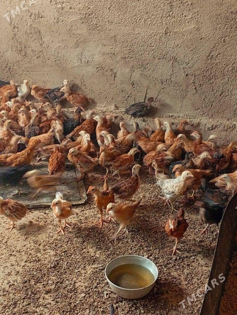 Towyk juje - Kaka - img 4