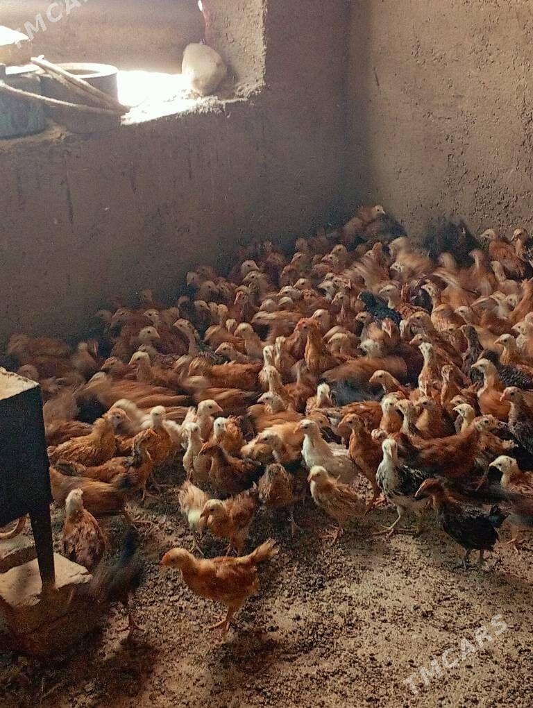 Towyk juje - Kaka - img 8