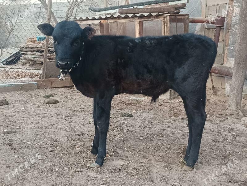 okuzçe - Бузмеин - img 6