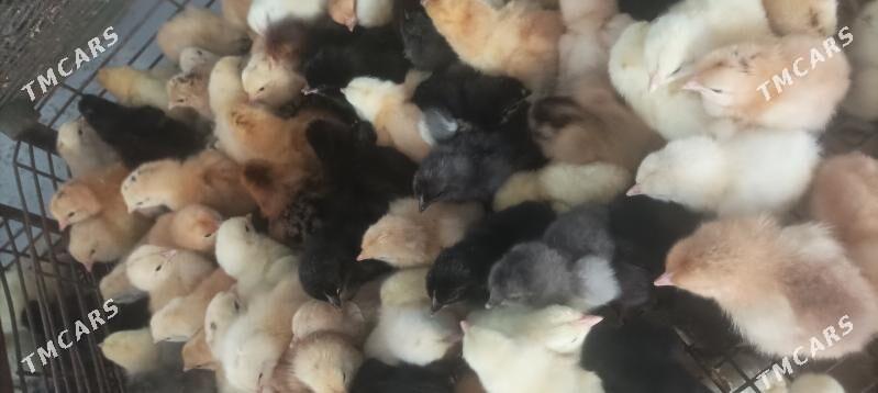 towuk juyje - Сакарчага - img 2