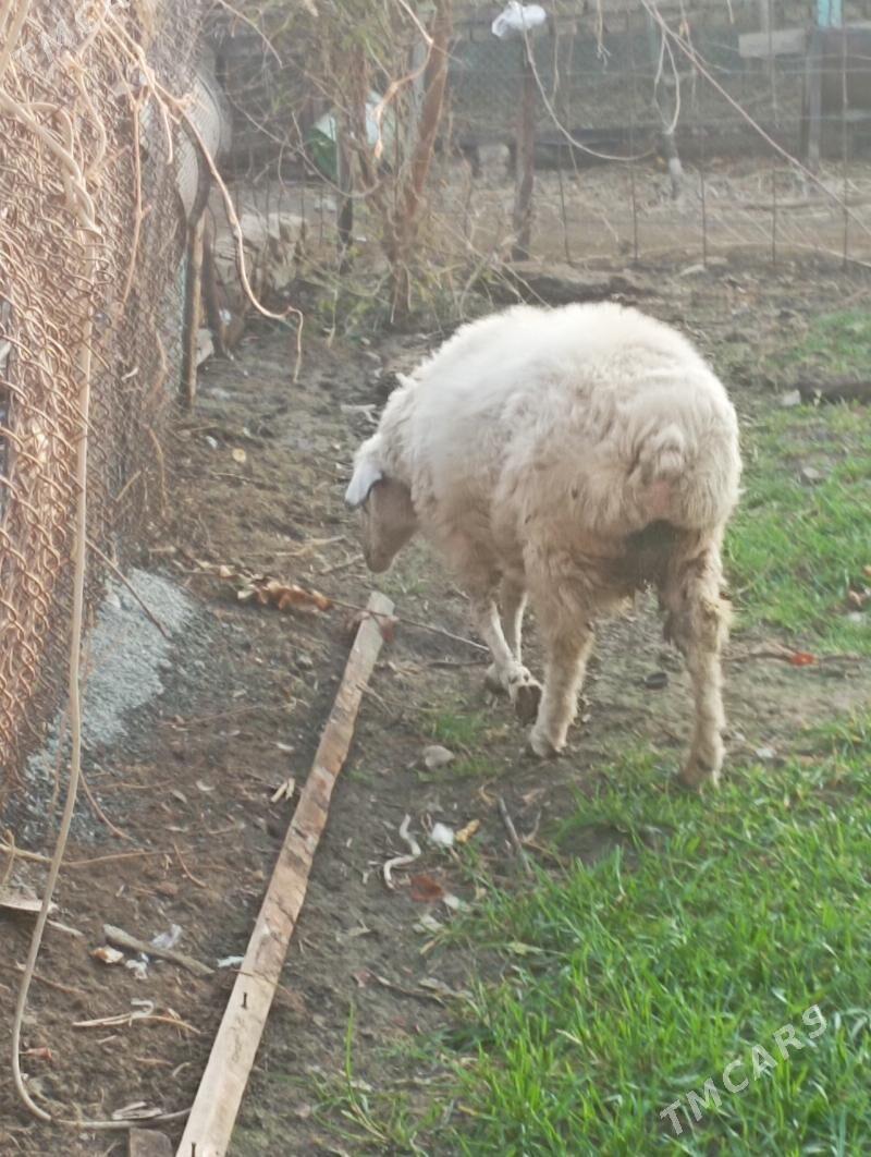 гойун - Çärjew - img 3