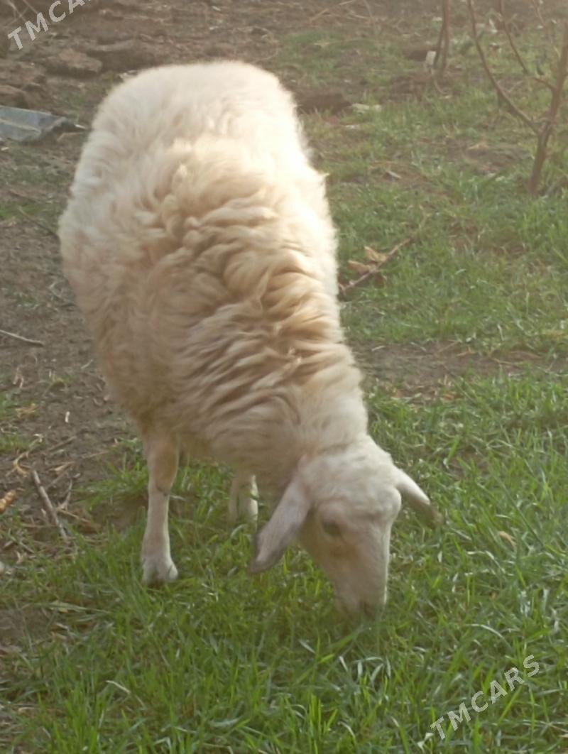 гойун - Çärjew - img 2