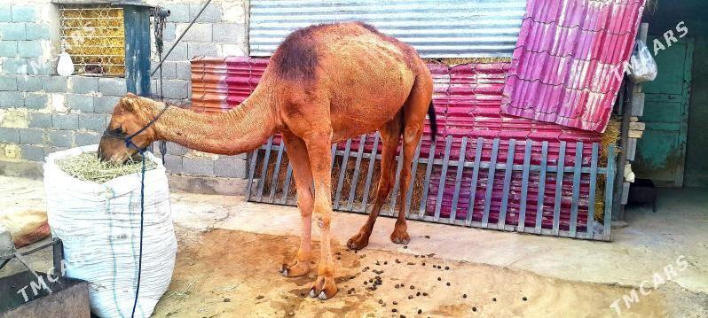 Duluc - Гызыларбат - img 2