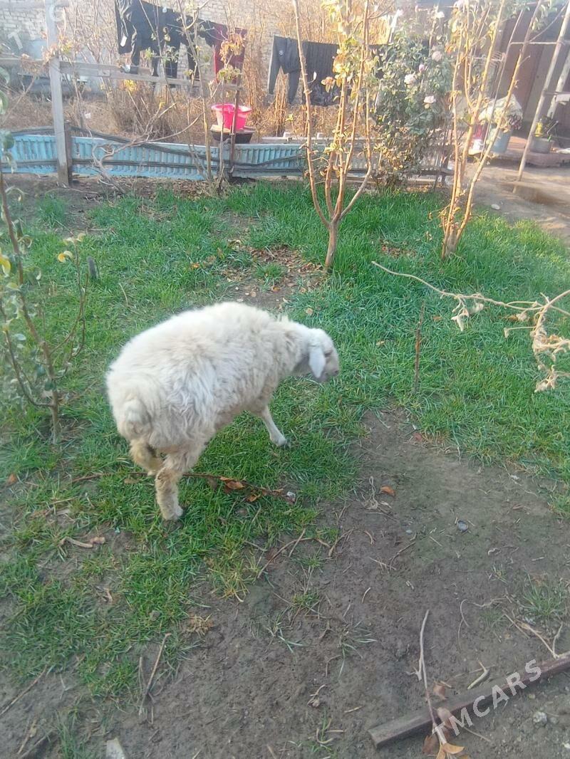 гойун - Çärjew - img 4