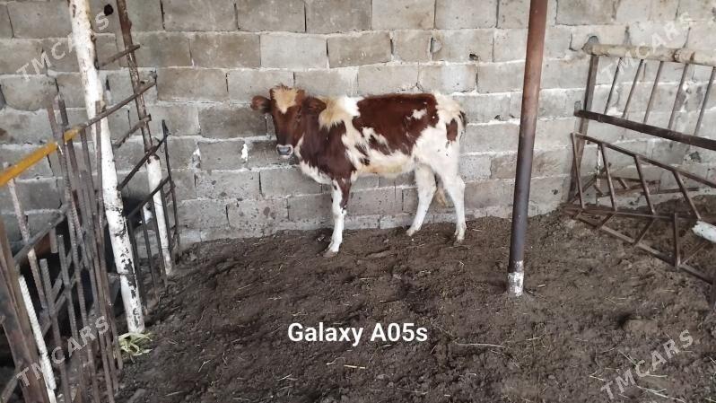 Окуз - Bagyr - img 4