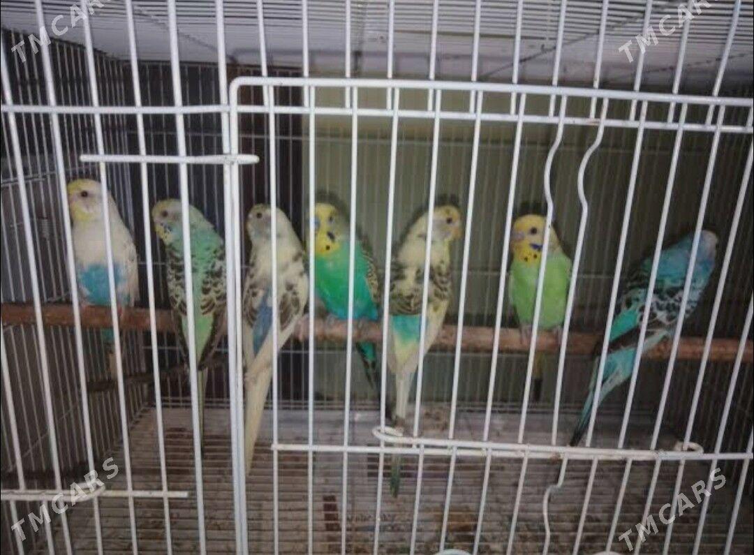 popugay sowgatlyk guslar - Ашхабад - img 3