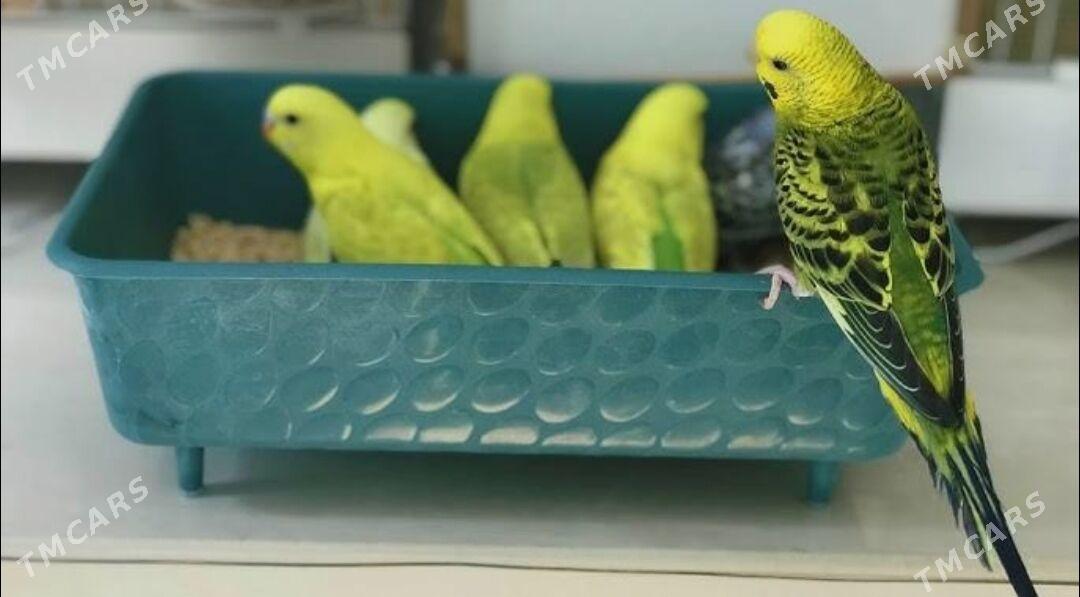 popugay sowgatlyk guslar - Ашхабад - img 2