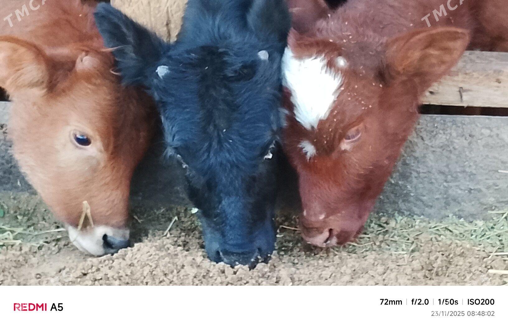 ökiz - Büzmeýin - img 4