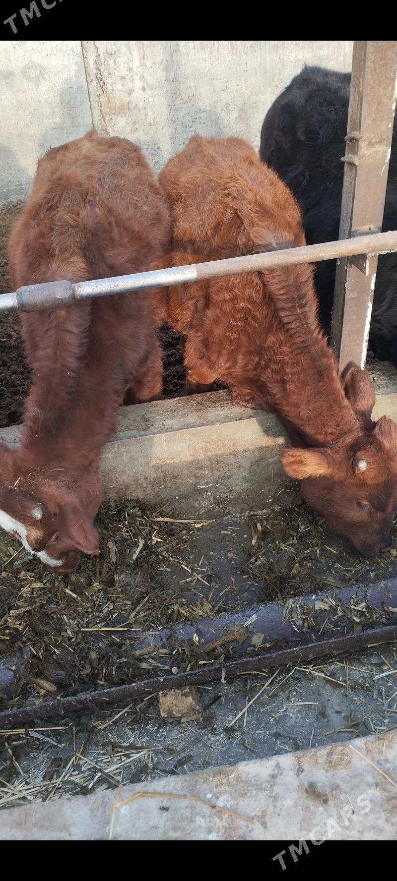 okuzce - Чарджоу - img 2