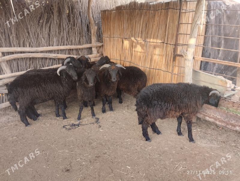 Arawy toklylar - Сакарчага - img 2