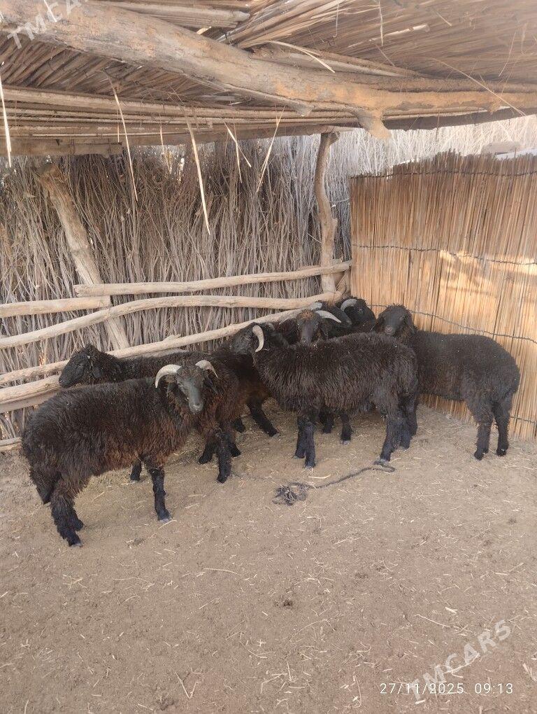 Arawy toklylar - Сакарчага - img 3