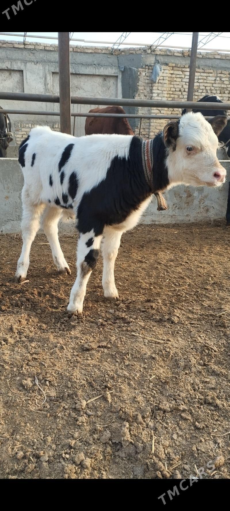 okuzce - Çärjew - img 2