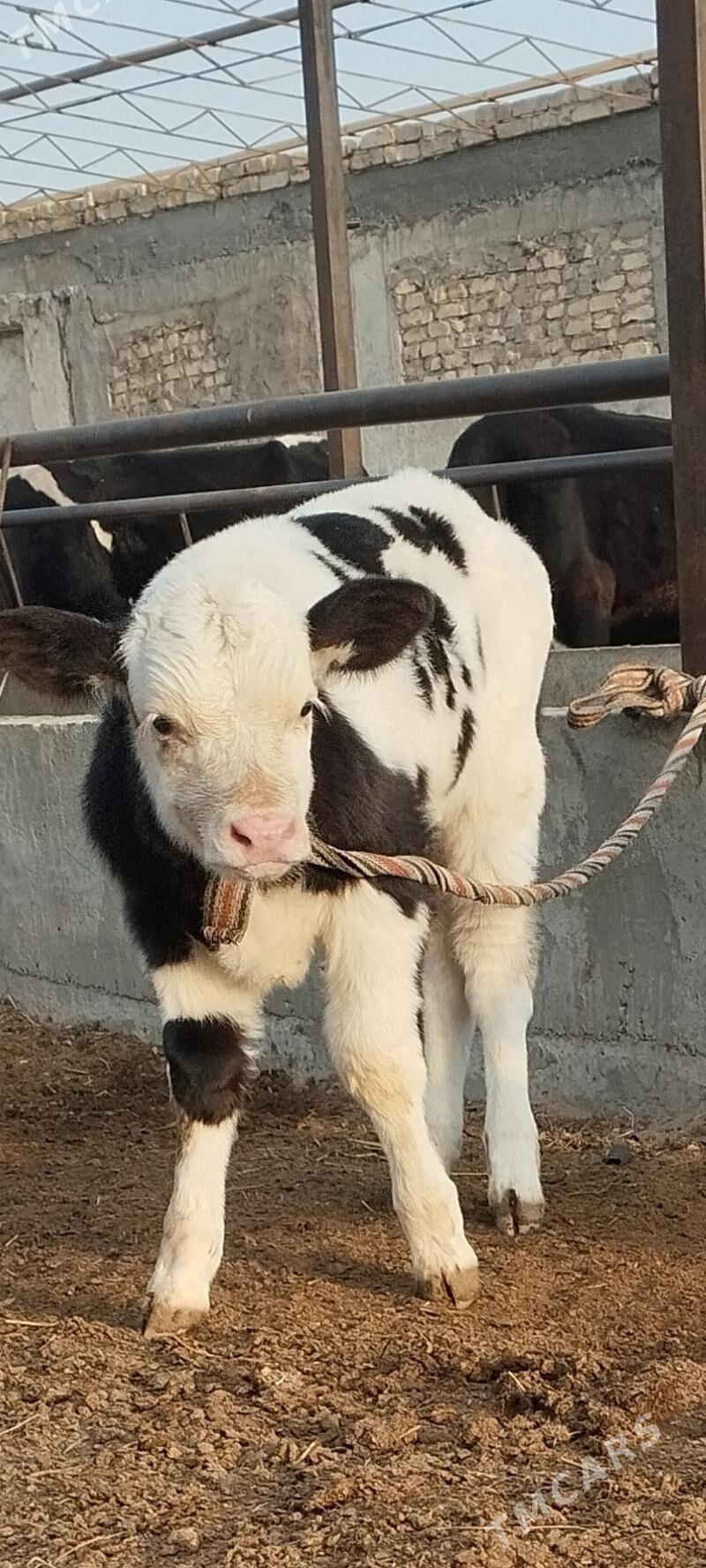 okuzce - Чарджоу - img 1