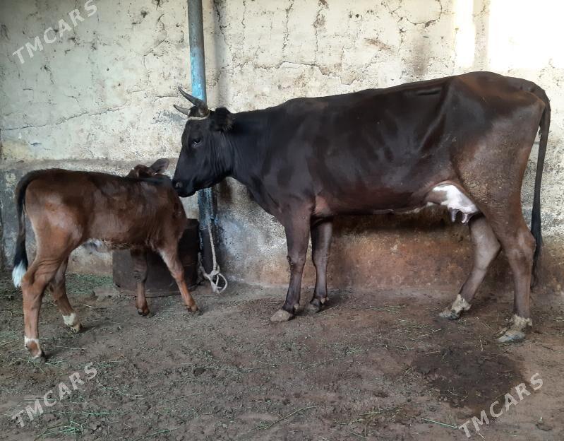 Goleli sygyr - Aşgabat - img 1