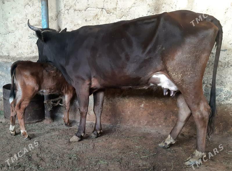 Goleli sygyr - Aşgabat - img 2