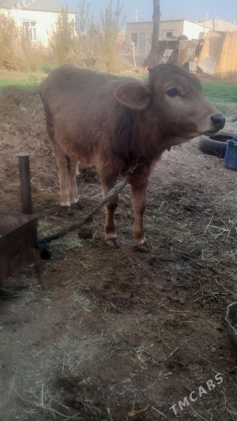 okuz - Babadaýhan - img 2