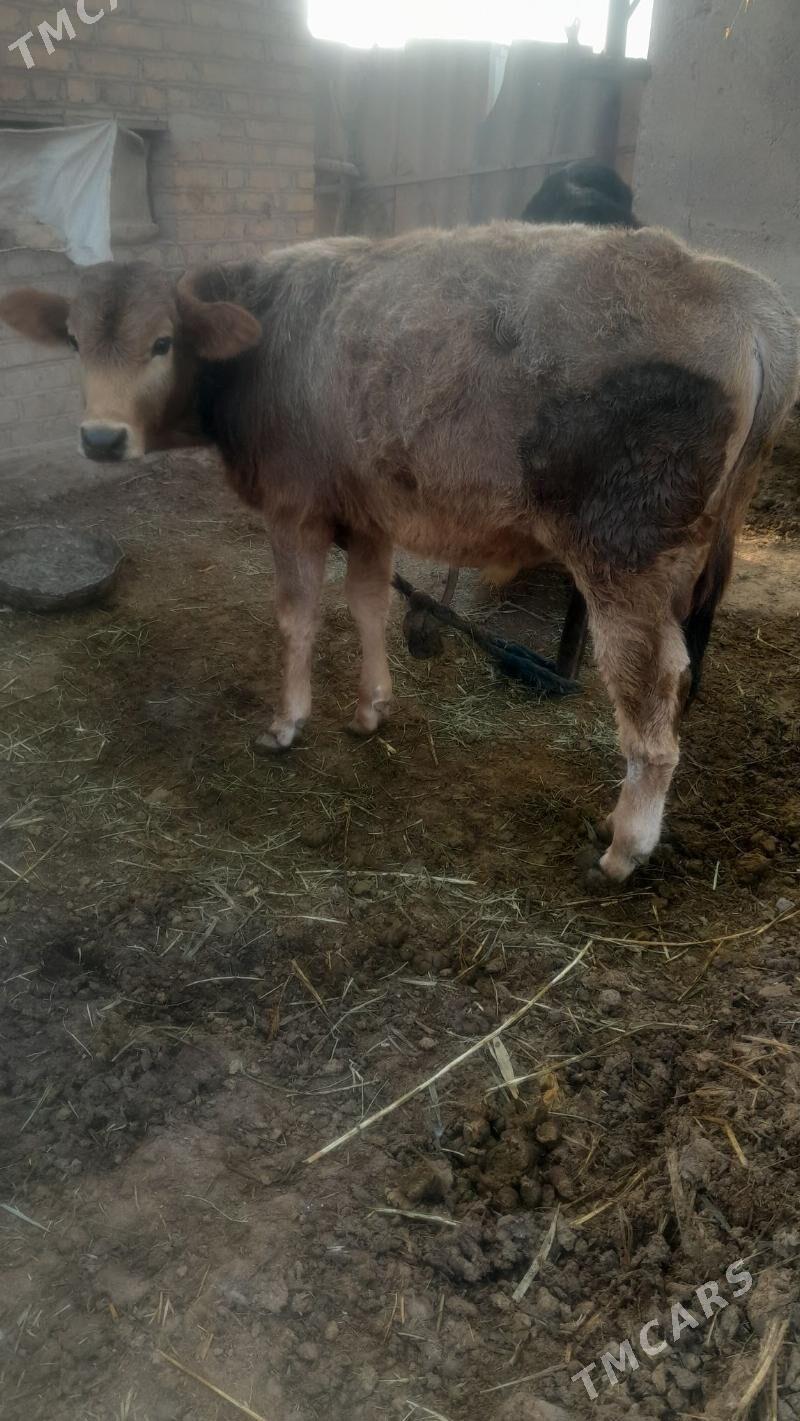 okuz - Babadaýhan - img 3