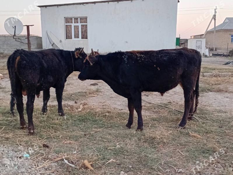 Ökūz - Gökdepe - img 5