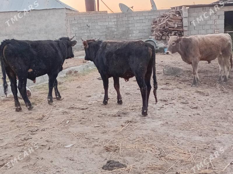 Ökūz - Gökdepe - img 2