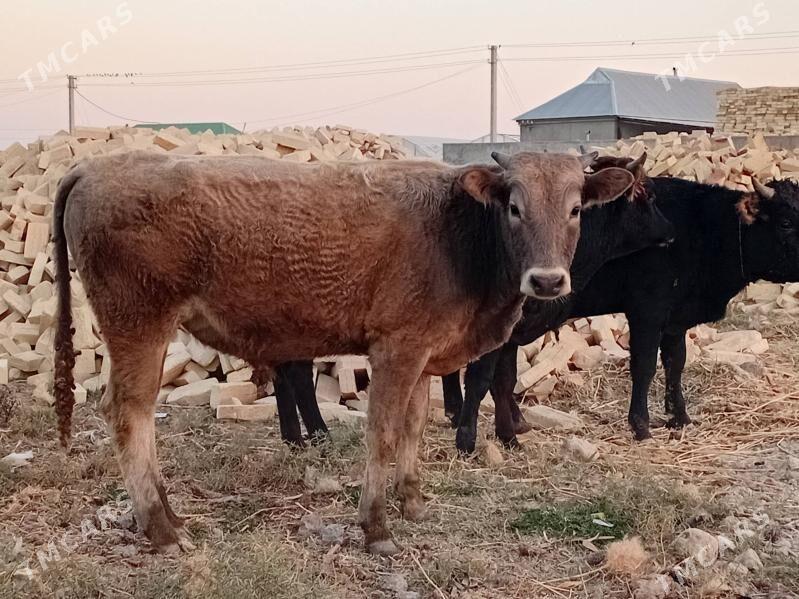 Ökūz - Gökdepe - img 4