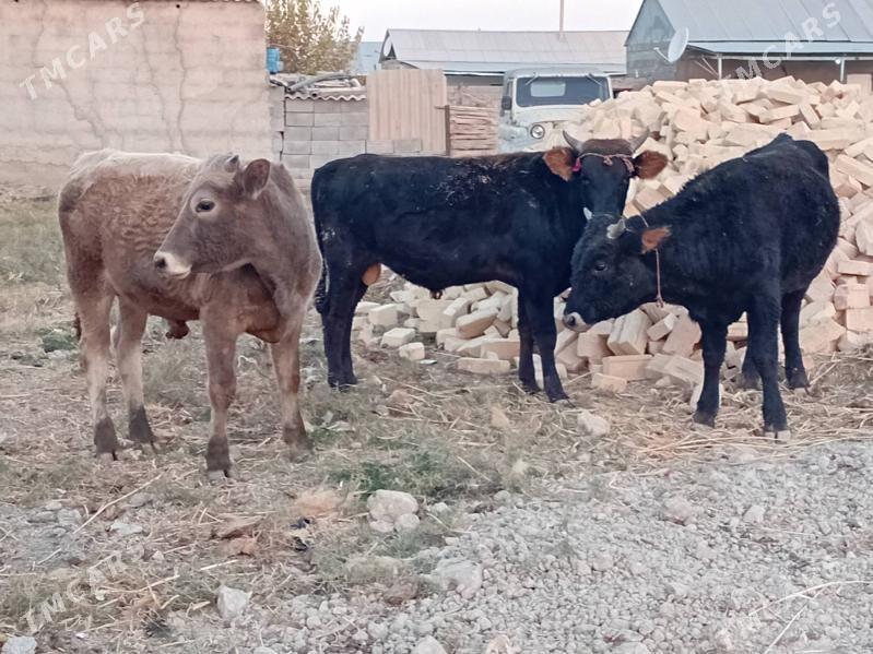 Ökūz - Gökdepe - img 3