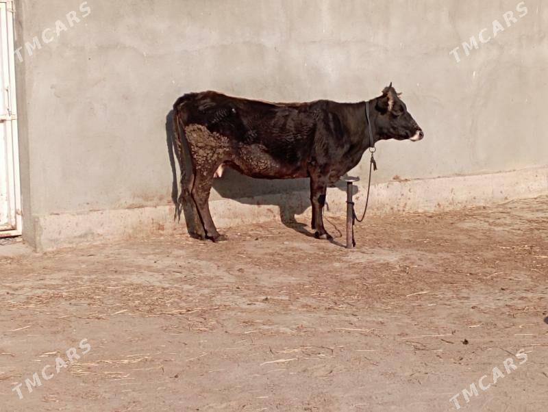 gysyr Sygyr - Gökdepe - img 2