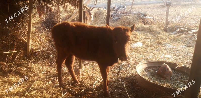 gunajyn - Sakar - img 2