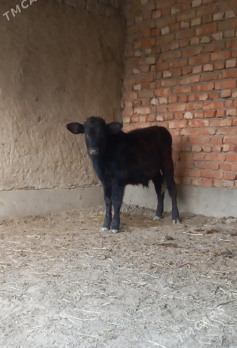 okuzce - Bäherden - img 2