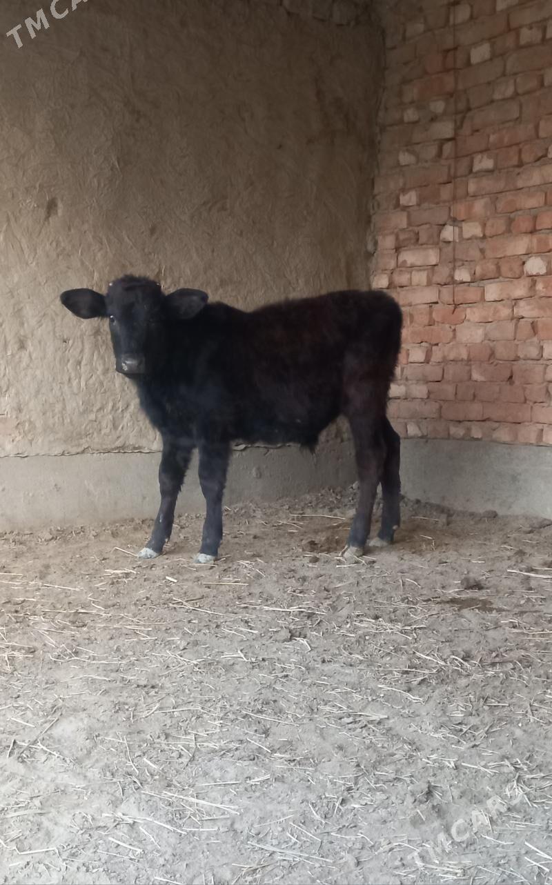 okuzce - Бахарден - img 1